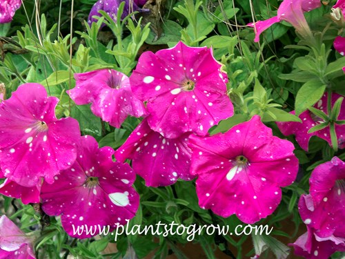 Petunia Headliner Pink Sky